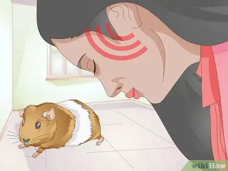 Image titled Spot Foot Sores on Guinea Pigs Step 2