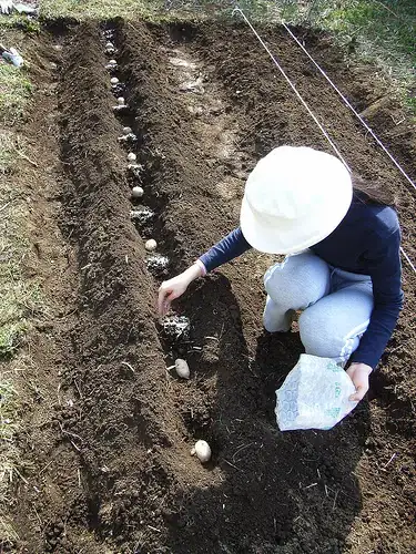 Image titled 080325 ジャガイモの植え付け 475