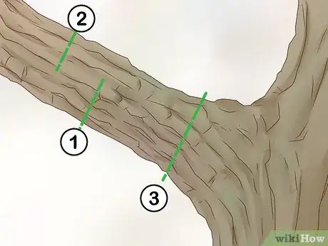 Image titled Prune Evergreen Trees Step 5