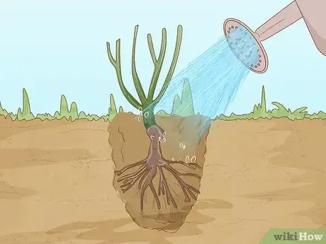 Image titled Plant Bare Root Roses Step 12