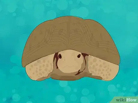 Image titled Wake a Tortoise from Hibernation Step 11