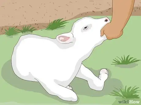 Image titled Perform a Caesarean Section on a Cow or Heifer Step 13