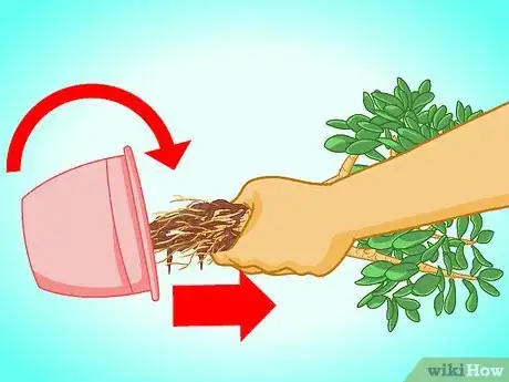 Image titled Transplant a Jade Plant Step 7