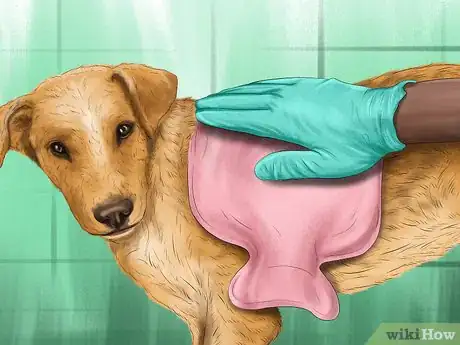 Image titled Keep an Older Dog Warm in Cold Weather Step 8