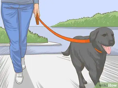 Image titled Get a Dog to Eat Step 4