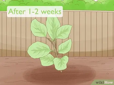 Image titled Grow Basil Cuttings Step 12