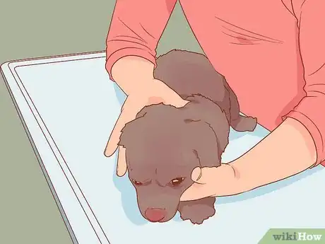 Image titled Save Dogs Step 1