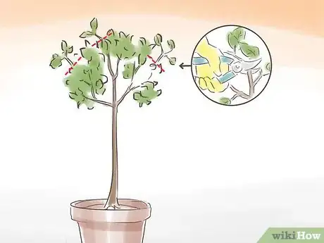 Image titled Prune a Standard Fig Tree Step 4