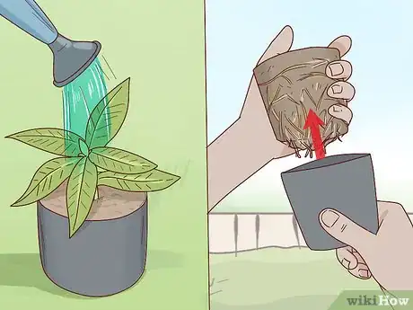 Image titled Grow Rhododendron Step 7