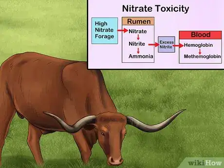 Image titled Treat and Prevent Nitrate Toxicity in Cattle Step 1