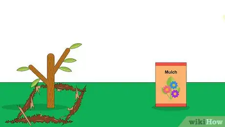 Image titled Grow Nutmeg Step 20