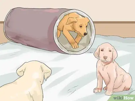 Image titled Have a Happy Weimaraner Step 1