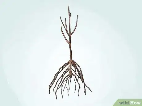 Image titled Grow an Apple Tree Step 5