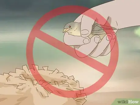 Image titled Help a Fallen Fledgling Step 4