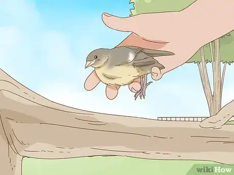 Image titled Help a Fallen Fledgling Step 9