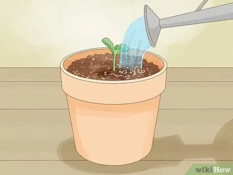 Image titled Grow Mandarin Trees Step 15