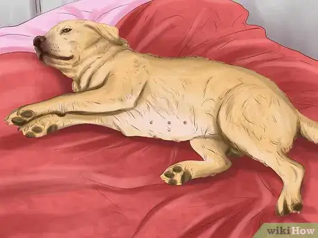 Image titled Care for a Dog After Spaying Step 4