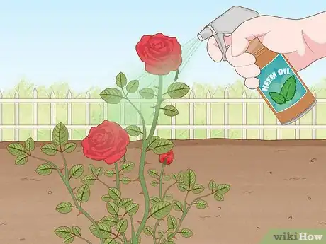 Image titled Plant Bare Root Roses Step 18