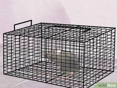 Image titled Humanely Kill a Rodent Step 19