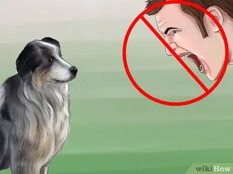 Image titled Find and Care for a Australian Shepherd Step 19