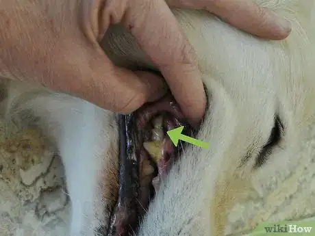 Image titled Diagnose Canine Periodontal Disease Step 5