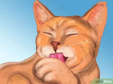 Image titled Diagnose Seasonal Allergies in Cats Step 1