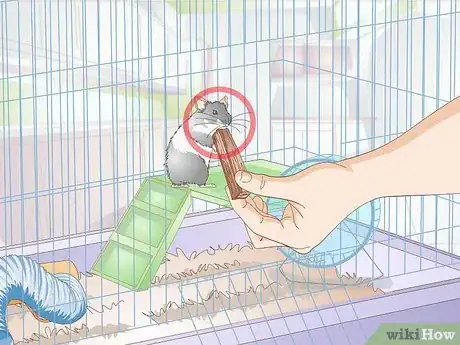 Image titled Deal With a Mean Hamster Step 12