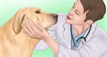 Keep Your Dog or Cat at Its Correct Weight