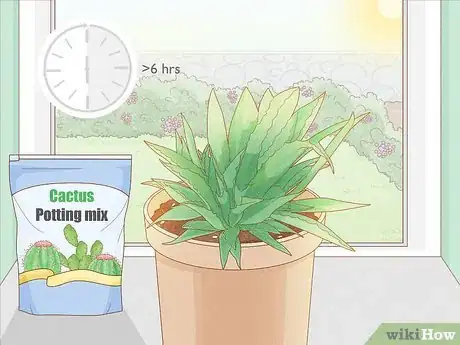 Image titled Grow Agave Plants Step 11
