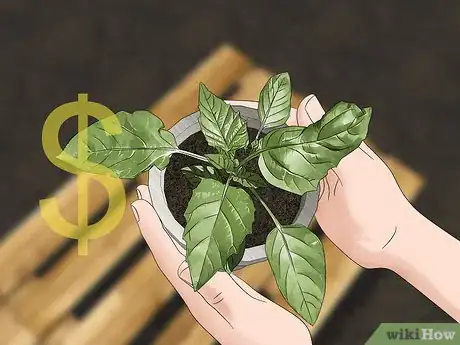 Image titled Grow Tomatillos Step 5