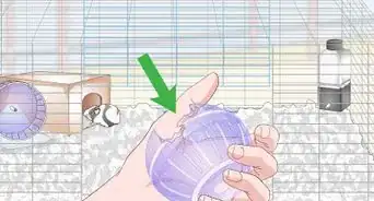 House a Pet Guinea Pig