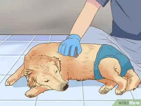 Image titled Get Veterinary Hospice Care for Your Dog Step 15