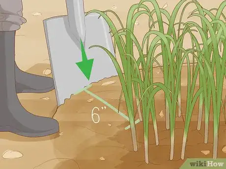 Image titled Divide Overgrown Perennials Step 6