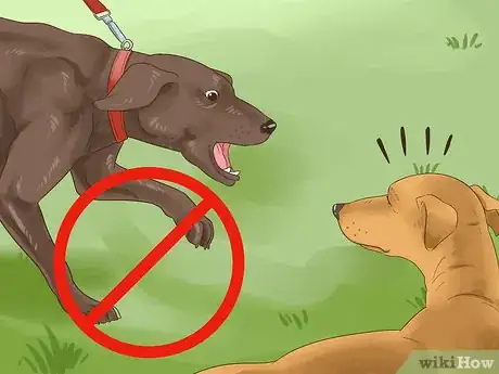 Image titled Manage Behavioral Dysfunction in Older Dogs Step 15