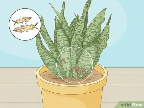 Image titled Get Rid of Thrips Indoors Step 1