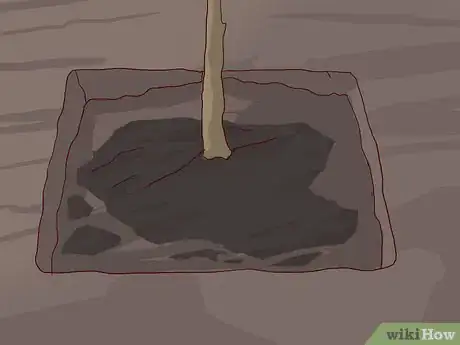 Image titled Care for a Living Christmas Tree Step 15