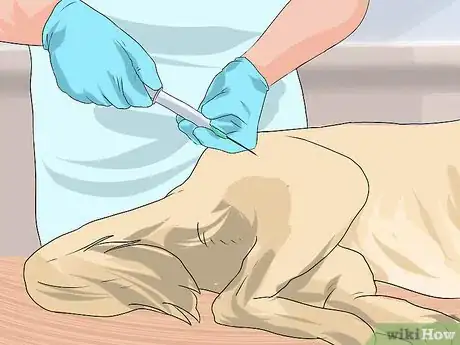 Image titled Treat Canine Cancer Step 10