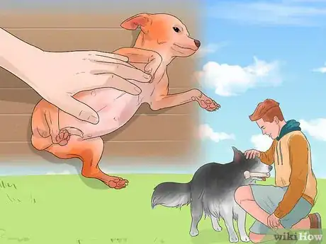 Image titled Understand Small Dog Syndrome Step 11