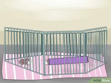 Image titled Introduce Your Guinea Pig to Floor Time Step 10