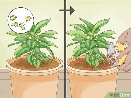 Image titled Why Does Your Plant Have Yellow Leaves Step 9
