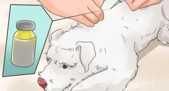 Diagnose Diabetes in Miniature Schnauzers