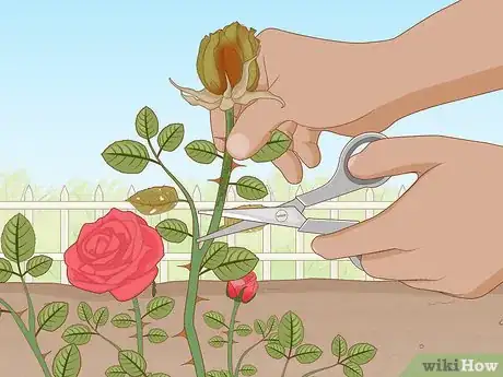 Image titled Plant Bare Root Roses Step 17