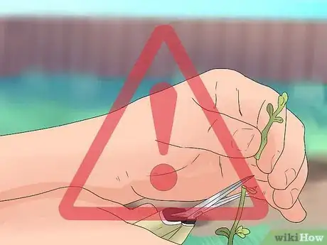 Image titled Grow Chickpeas Step 13