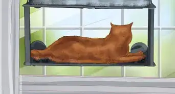 Help Your Cat Age Well