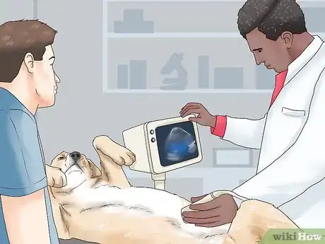 Image titled Know if Your Dog Is Healthy Enough to Breed Step 7