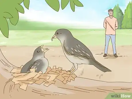 Image titled Help a Fallen Fledgling Step 2
