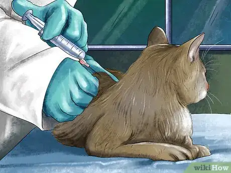 Image titled Take Care of a Singapura Cat Step 1