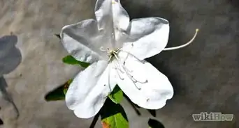 Argue for the Existence of God