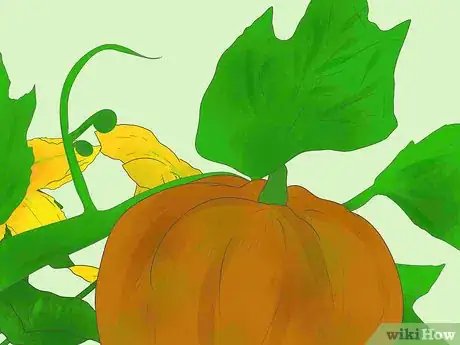 Image titled Cross Pollinate Different Vegetables to Create Hybrids Step 9