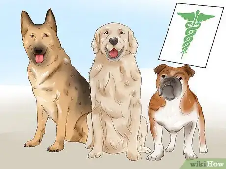 Image titled Know if Your Dog Is Healthy Enough to Breed Step 1